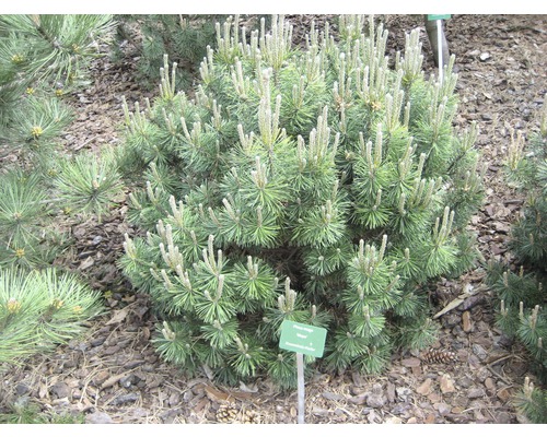 Kieferpflanze im Gartenbeet