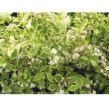 Blühender Gartenstrauch mit Blättern