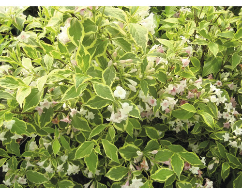 Blühender Gartenstrauch mit Blättern