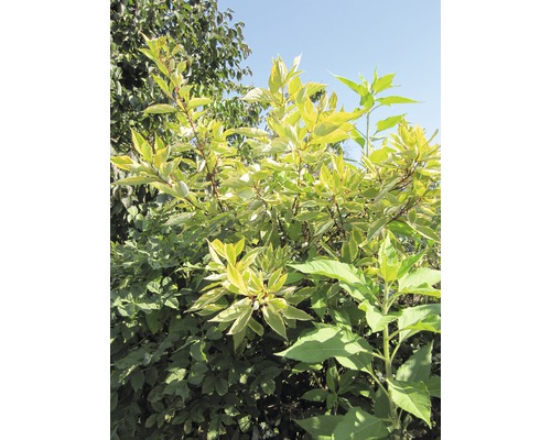 Büsche mit Blättern im Garten