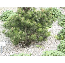 Bergkiefer Laurin im Garten