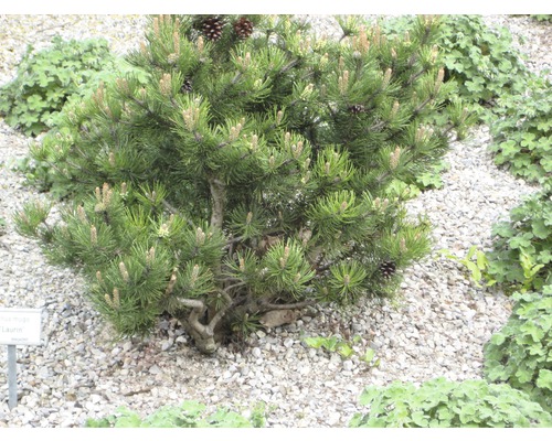 Bergkiefer Laurin im Garten
