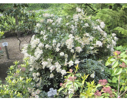 Sträucher-Set Vorgarten-Immergrün Schattenglöckchen 'Debutante', Schattenglöckchen 'Moutain Fire' & Mittelmeer-Schneeball 20/40 cm, im Topf, 3 Stk Blühender Pieris Japonica Strauch im Garten.