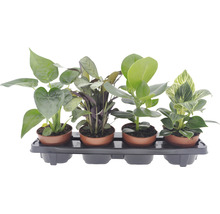 Tablett mit vier Zimmerpflanzen in Töpfen