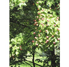 Blühender Kornelkirschbaum mit roten Früchten