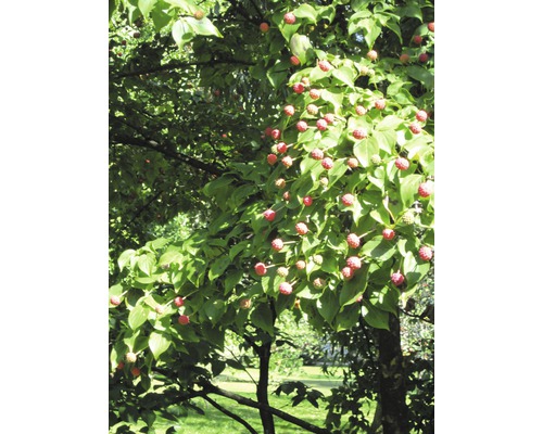 Blühender Kornelkirschbaum mit roten Früchten