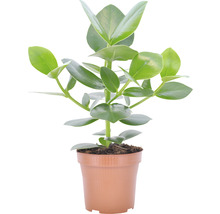 Zimmerpflanze Peperomia obtusifolia im Topf