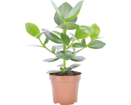 Zimmerpflanze Peperomia obtusifolia im Topf
