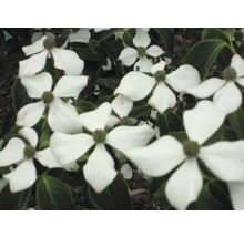 Nahaufnahme von weißen Blüten des Blumen-Hartriegels