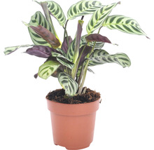 Gebetspflanze im Topf