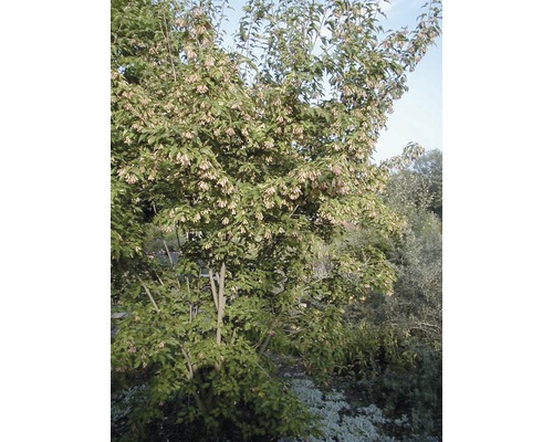 Blühender Amberbaum im Garten.