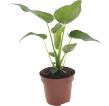 Zimmerpflanze im Topf