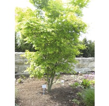 Japanischer Ahorn im Garten