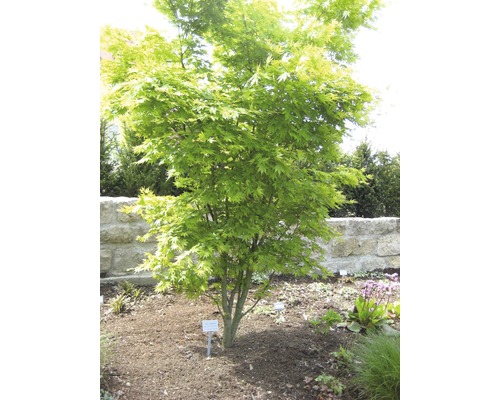 Japanischer Ahorn im Garten