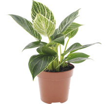 Philodendron Birkin Zimmerpflanze im Topf