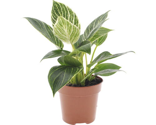 Philodendron Birkin Zimmerpflanze im Topf