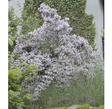 Blühender Zierstrauch im Garten