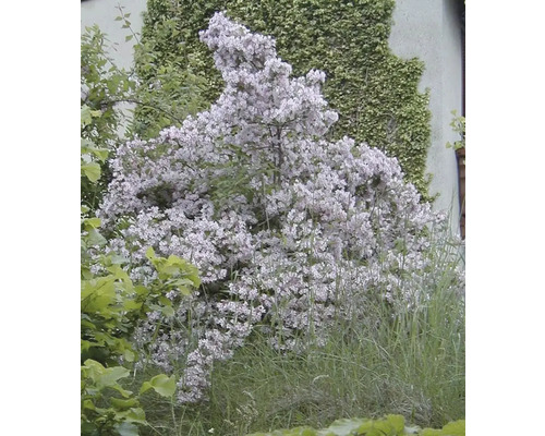 Blühender Zierstrauch im Garten