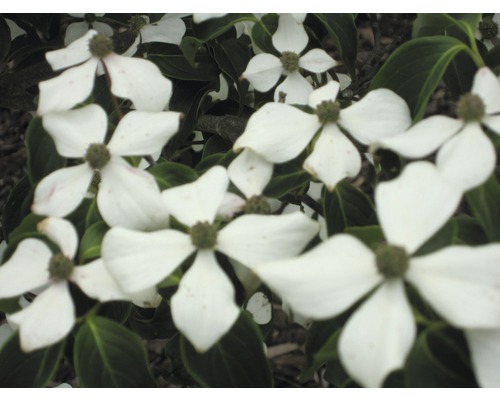 Nahaufnahme von blühenden Blumenhartriegel