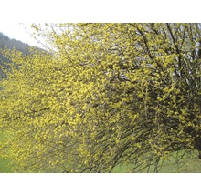 Blühender Kornelkirschbaum im Garten