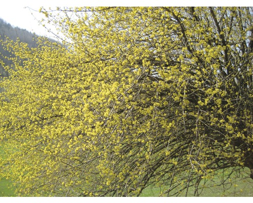Blühender Kornelkirschbaum im Garten