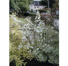 Blühender Zierstrauch im Garten.