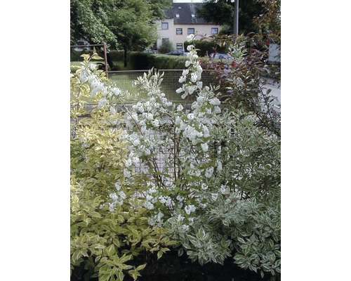 Blühender Zierstrauch im Garten.