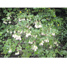 Blütenstrauch mit glockenförmigen Blüten und grünen Blättern im Garten.