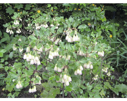 Blütenstrauch mit glockenförmigen Blüten und grünen Blättern im Garten.