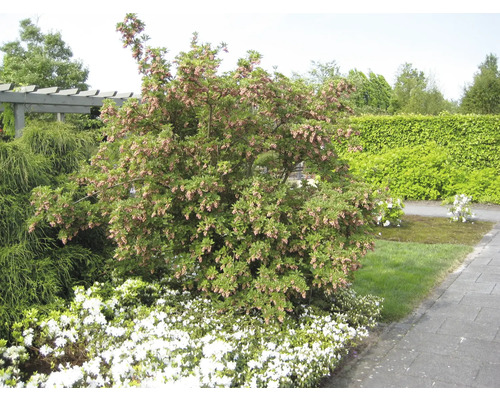 Blühender Strauch im Garten