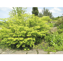 Baum mit grünen Blättern im Garten.