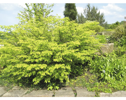 Baum mit grünen Blättern im Garten.