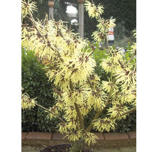 Hamamelis mit gelben Blüten