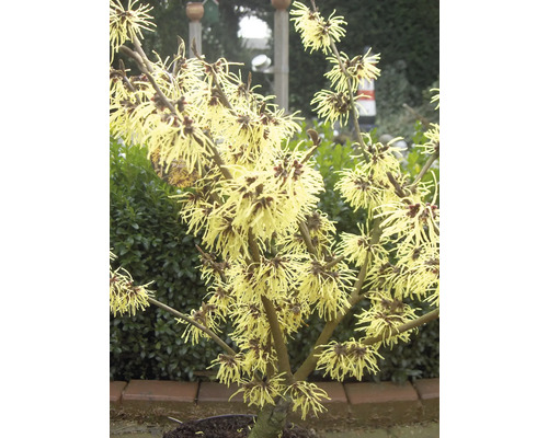 Hamamelis mit gelben Blüten