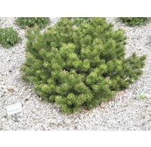 Zwergkiefer Klostergrün im Kiesbeet