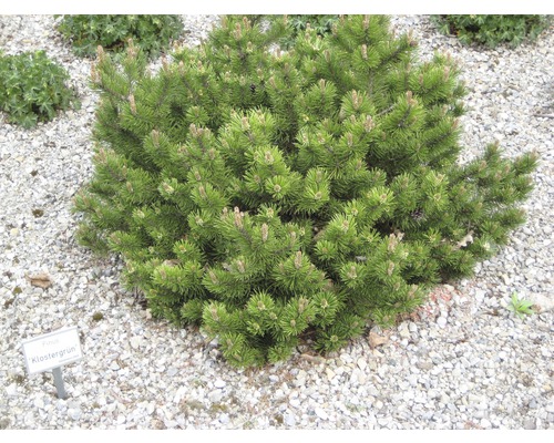 Zwergkiefer Klostergrün im Kiesbeet