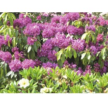 Nahaufnahme von Rhododendren mit lila Blüten und grünen Blättern.