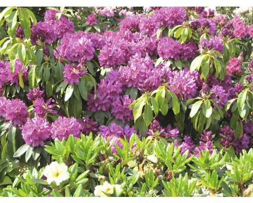 Nahaufnahme von Rhododendren mit lila Blüten und grünen Blättern.
