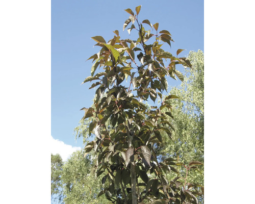 Ziergehölz Rotlaubrige Nelken-Zierkirsche 'Royal Burgundy' 60/80 cm, im Topf Baum mit Blättern vor blauem Himmel