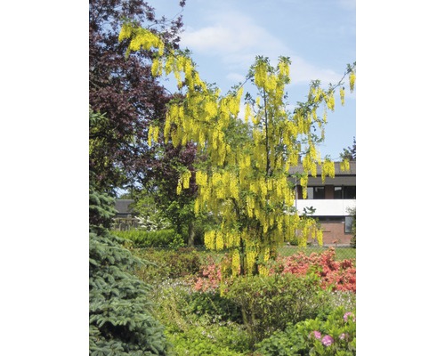 Goldregen im Gartenbeet