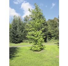 Einzelner Baum auf einer grünen Wiese im Park.