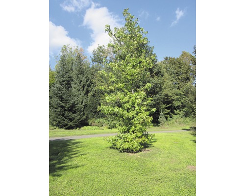 Einzelner Baum auf einer grünen Wiese im Park.