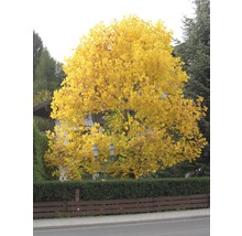 Gelb blühender Tulpenbaum im Herbst