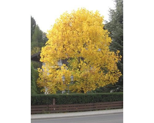 Gelb blühender Tulpenbaum im Herbst