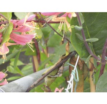 Nahaufnahme einer Heckenkirsche mit Blüten und Blättern