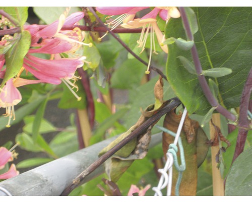 Nahaufnahme einer Heckenkirsche mit Blüten und Blättern
