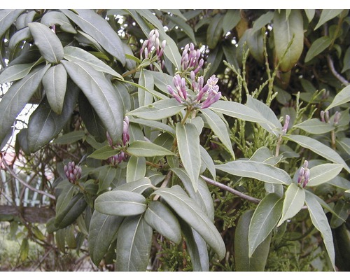 Nahaufnahme eines blühenden Lorbeerbaums