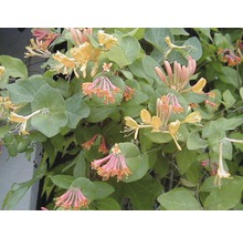 Duftende Geissblattpflanze mit gelben und rosafarbenen Blüten und grünen Blättern.