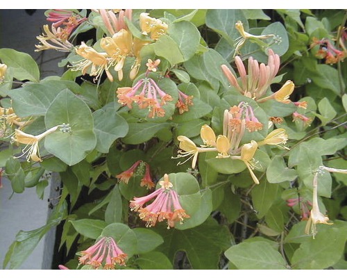 Duftende Geissblattpflanze mit gelben und rosafarbenen Blüten und grünen Blättern.