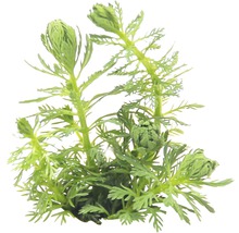 Wasserpflanze mit filigranen Blättern für Aquarien